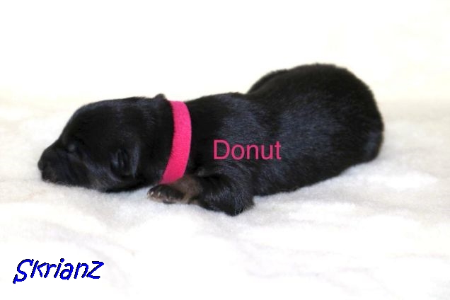 16.2.2021 - Donut ❤️